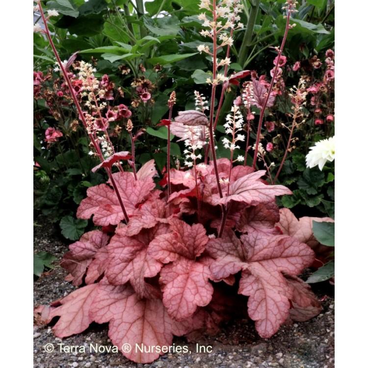 G1752 Heuchera X 'red Sea' - View 15 from www redcrocus com