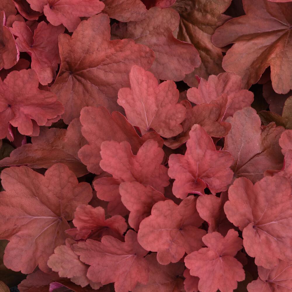 G1752 Heuchera X 'red Sea' - View 17 from www redcrocus com