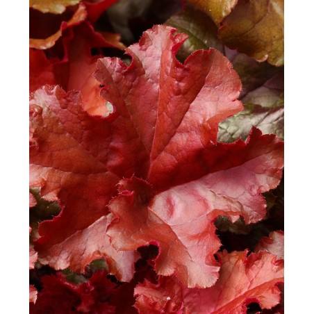 G1752 Heuchera X 'red Sea' - View 30 from www redcrocus com