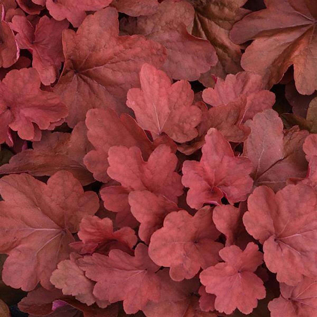 G1752 Heuchera X 'red Sea' - View 32 from www redcrocus com