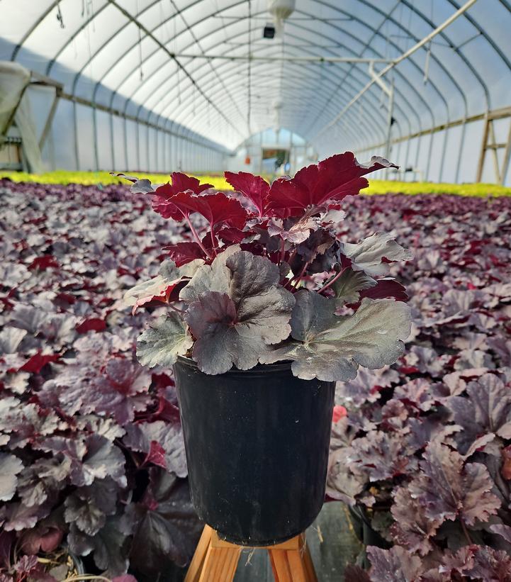 G1752 Heuchera X 'red Sea' - View 7 from www redcrocus com