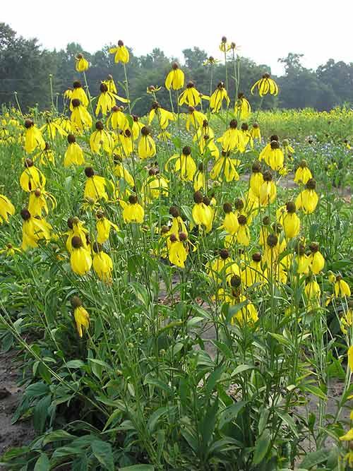 G1781 Ratibida Pinnata 10 0d641bf7 33cf 417f 8a8a 4ba80bc5f3dc from www redcrocus com