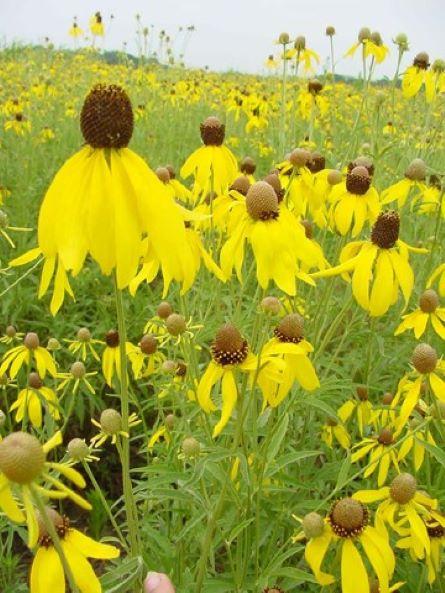 G1781 Ratibida Pinnata 18 28f03269 1a81 4a4d B248 89667da1c6e0 from www redcrocus com
