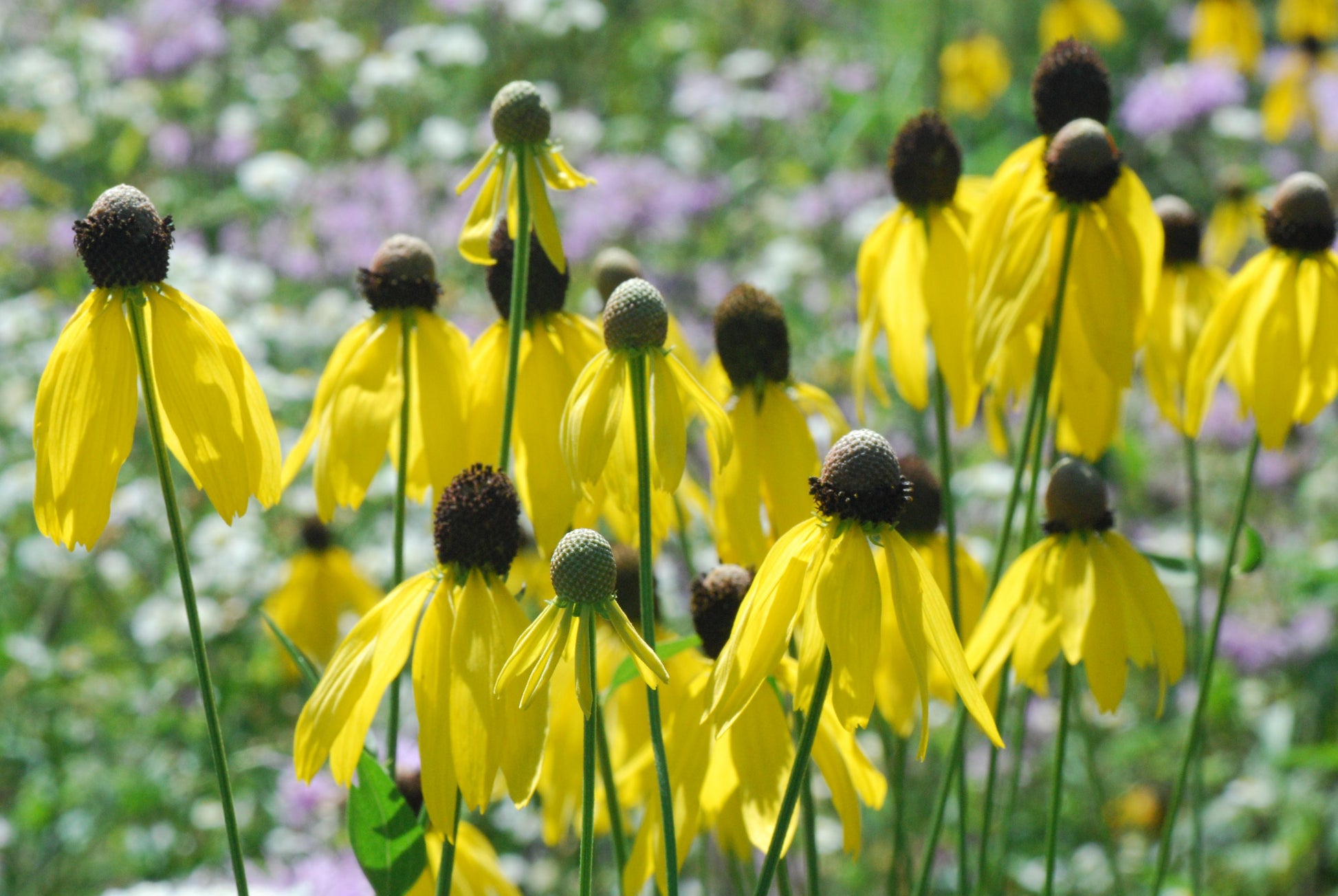 G1781 Ratibida Pinnata 1 F58f0456 5a8e 4eda 90da 08f17e955ce1 from www redcrocus com