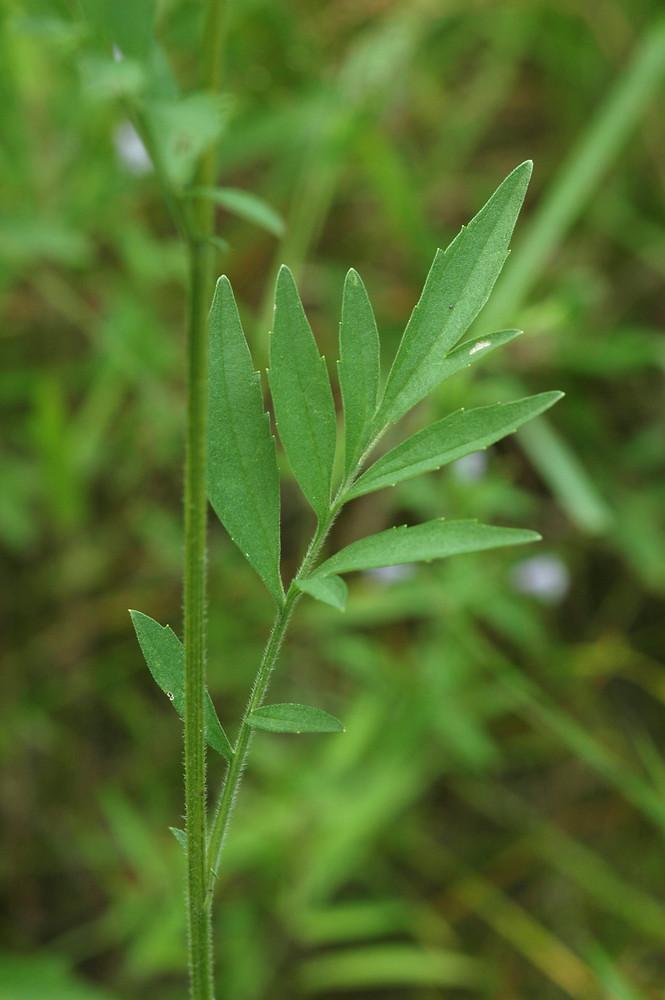 G1781 Ratibida Pinnata 25 5b2e9b8e 8549 48fc 87f3 61f3b13b6524 from www redcrocus com