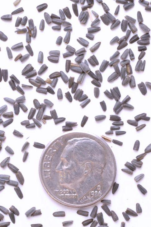 G1781 Ratibida Pinnata 2 87c29836 B8c6 4dda 9134 92967d7b411a from www redcrocus com
