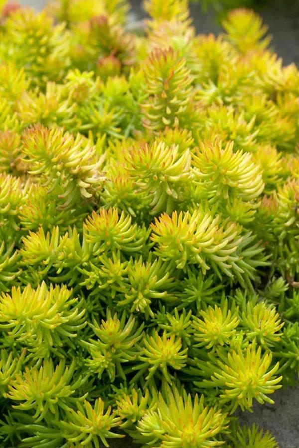 G1789 Sedum Rupestre 'prima Angelina' - View 13 from www redcrocus com
