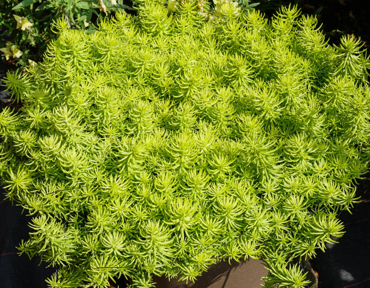 G1789 Sedum Rupestre 'prima Angelina' - View 17 from www redcrocus com