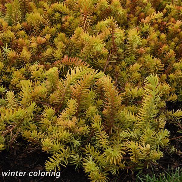 G1789 Sedum Rupestre 'prima Angelina' - View 19 from www redcrocus com