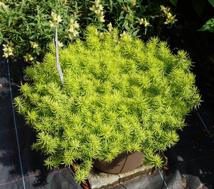 G1789 Sedum Rupestre 'prima Angelina' - View 20 from www redcrocus com