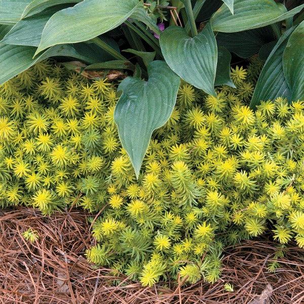 G1789 Sedum Rupestre 'prima Angelina' - View 25 from www redcrocus com