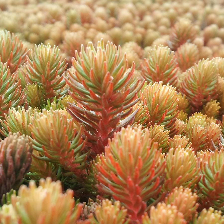 G1789 Sedum Rupestre 'prima Angelina' - View 26 from www redcrocus com