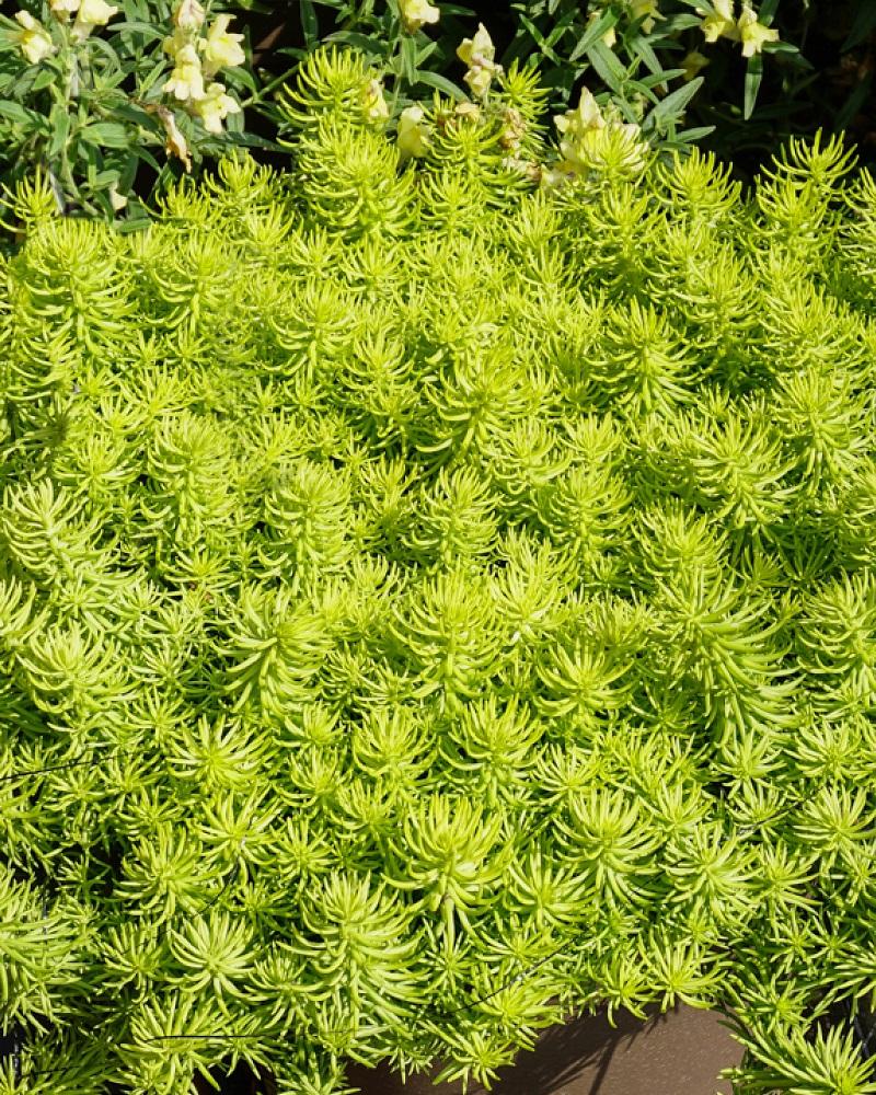 G1789 Sedum Rupestre 'prima Angelina' - View 27 from www redcrocus com