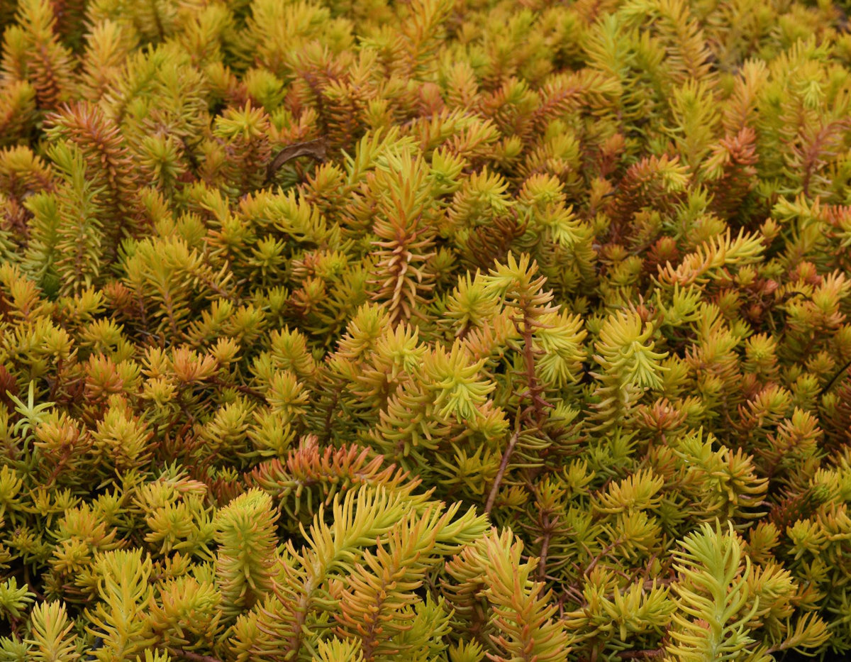 G1789 Sedum Rupestre 'prima Angelina' - View 28 from www redcrocus com