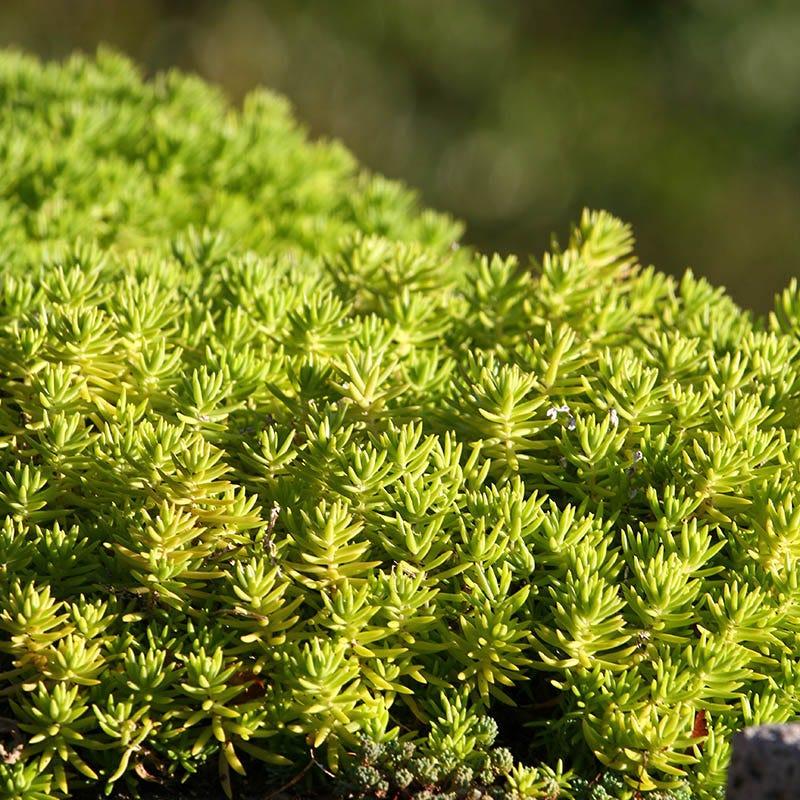 G1789 Sedum Rupestre 'prima Angelina' - View 31 from www redcrocus com