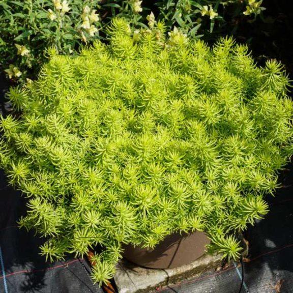 G1789 Sedum Rupestre 'prima Angelina' - View 32 from www redcrocus com