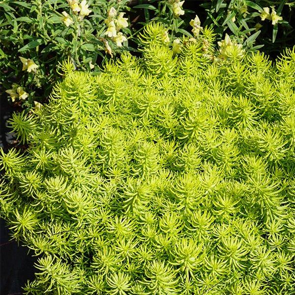 G1789 Sedum Rupestre 'prima Angelina' - View 33 from www redcrocus com