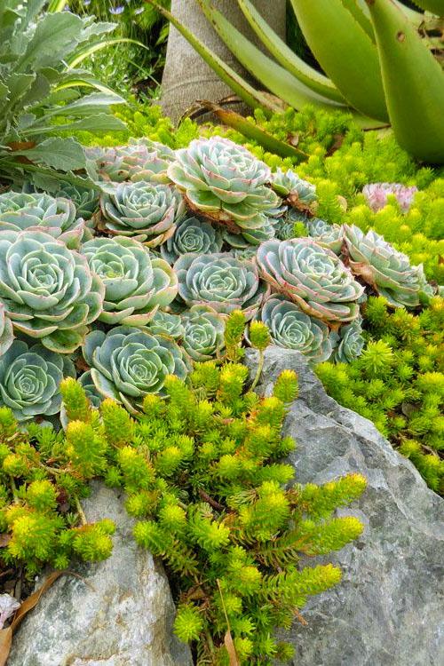 G1789 Sedum Rupestre 'prima Angelina' - View 35 from www redcrocus com