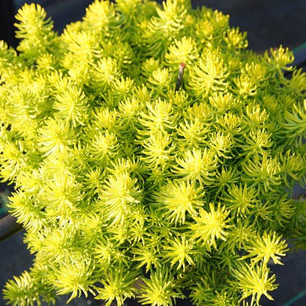 G1789 Sedum Rupestre 27prima Angelina 27 38 6ca62201 C86d 4a32 A9a0 A7362477377f from www redcrocus com