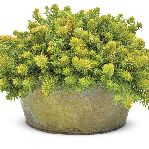 G1789 Sedum Rupestre 'prima Angelina' - View 3 from www redcrocus com