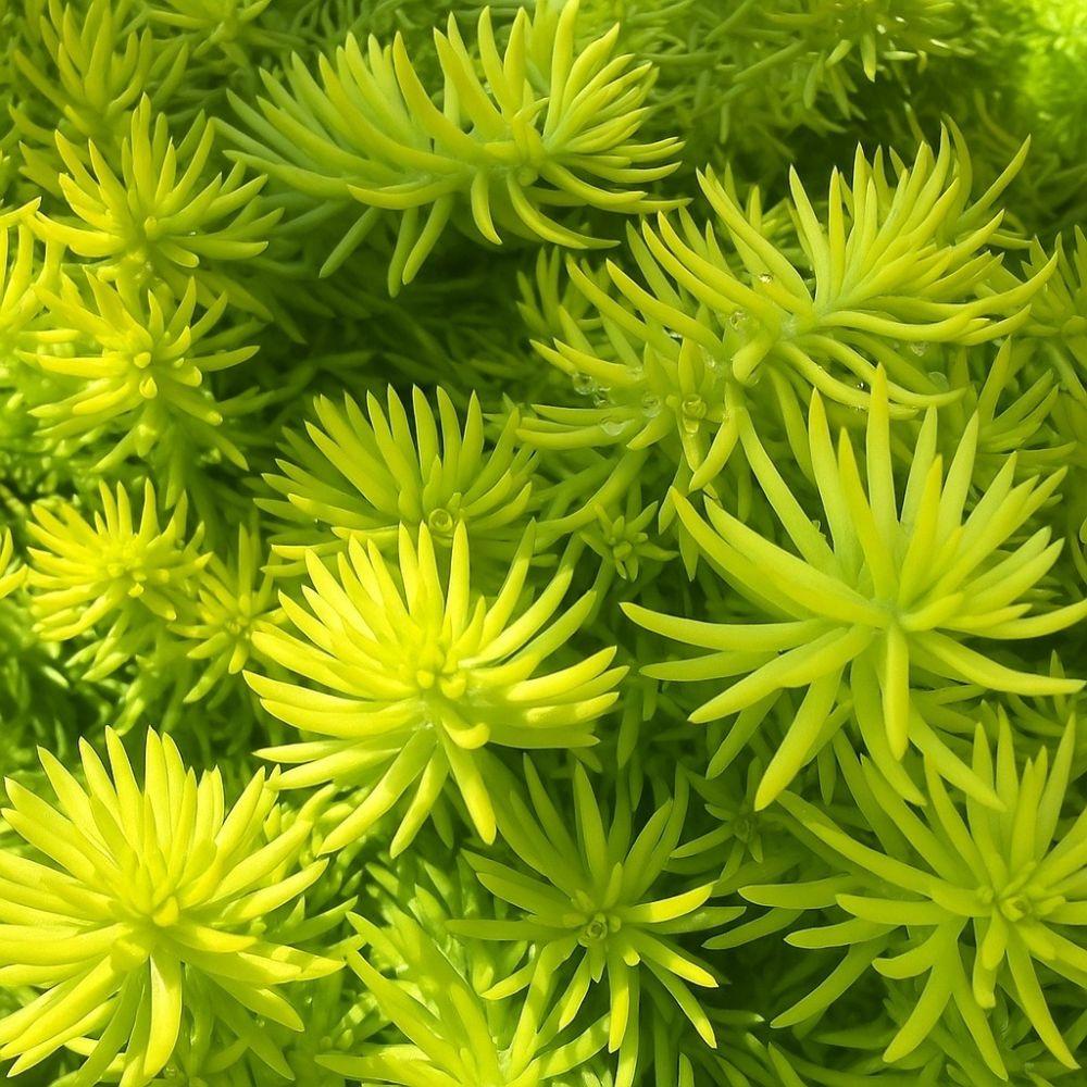 G1789 Sedum Rupestre 'prima Angelina' - View 40 from www redcrocus com