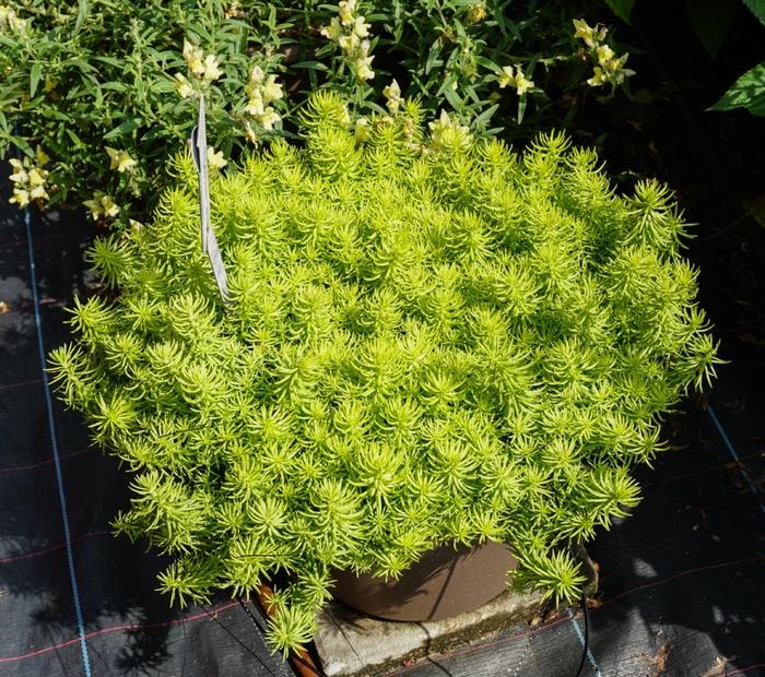 G1789 Sedum Rupestre 'prima Angelina' - View 8 from www redcrocus com