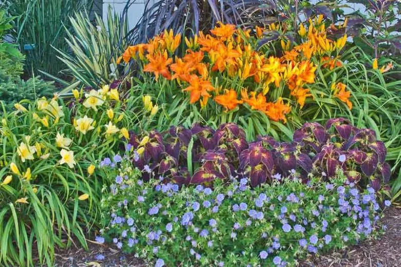 G1811 Hemerocallis X 'rainbow Primal Scream' - View 22 from www redcrocus com