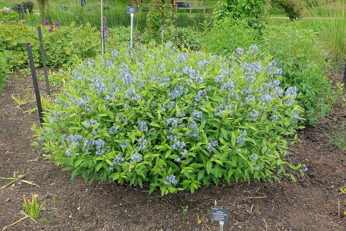 G1817 Amsonia Tabernaemontana - View 14 from www redcrocus com