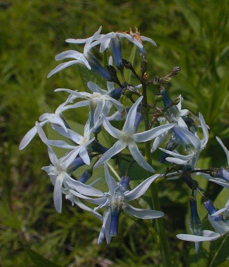 G1817 Amsonia Tabernaemontana - View 15 from www redcrocus com