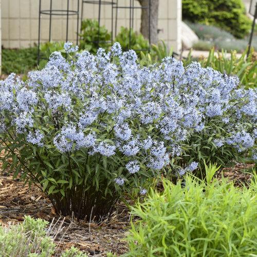G1817 Amsonia Tabernaemontana - View 16 from www redcrocus com