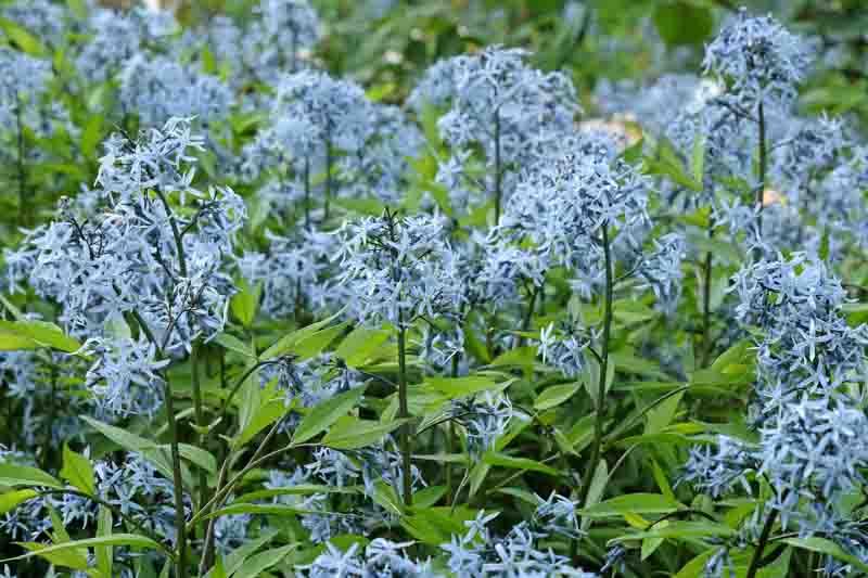 G1817 Amsonia Tabernaemontana - View 17 from www redcrocus com