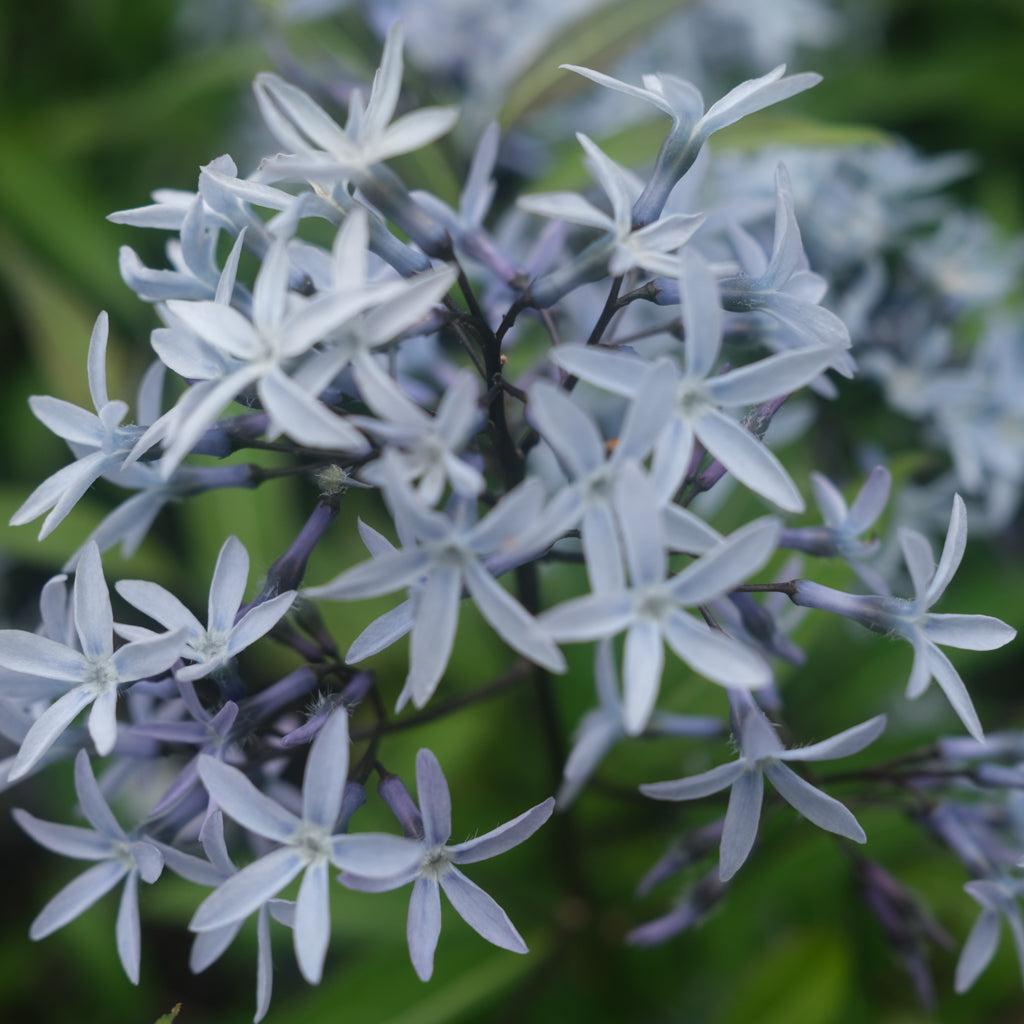 G1817 Amsonia Tabernaemontana - View 18 from www redcrocus com