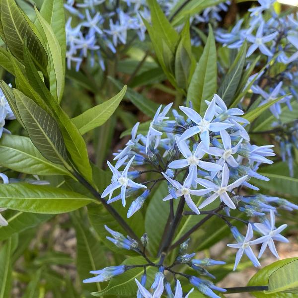 G1817 Amsonia Tabernaemontana 19 Eac19fbd Da95 4d4e A04e 405916079547 from www redcrocus com