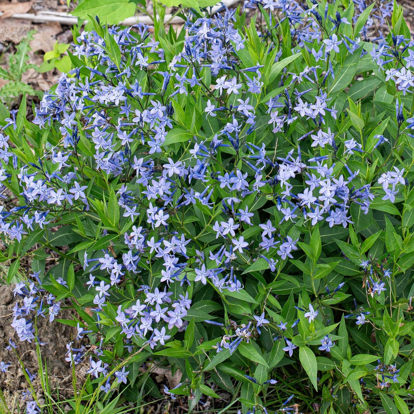 G1817 Amsonia Tabernaemontana - View 20 from www redcrocus com