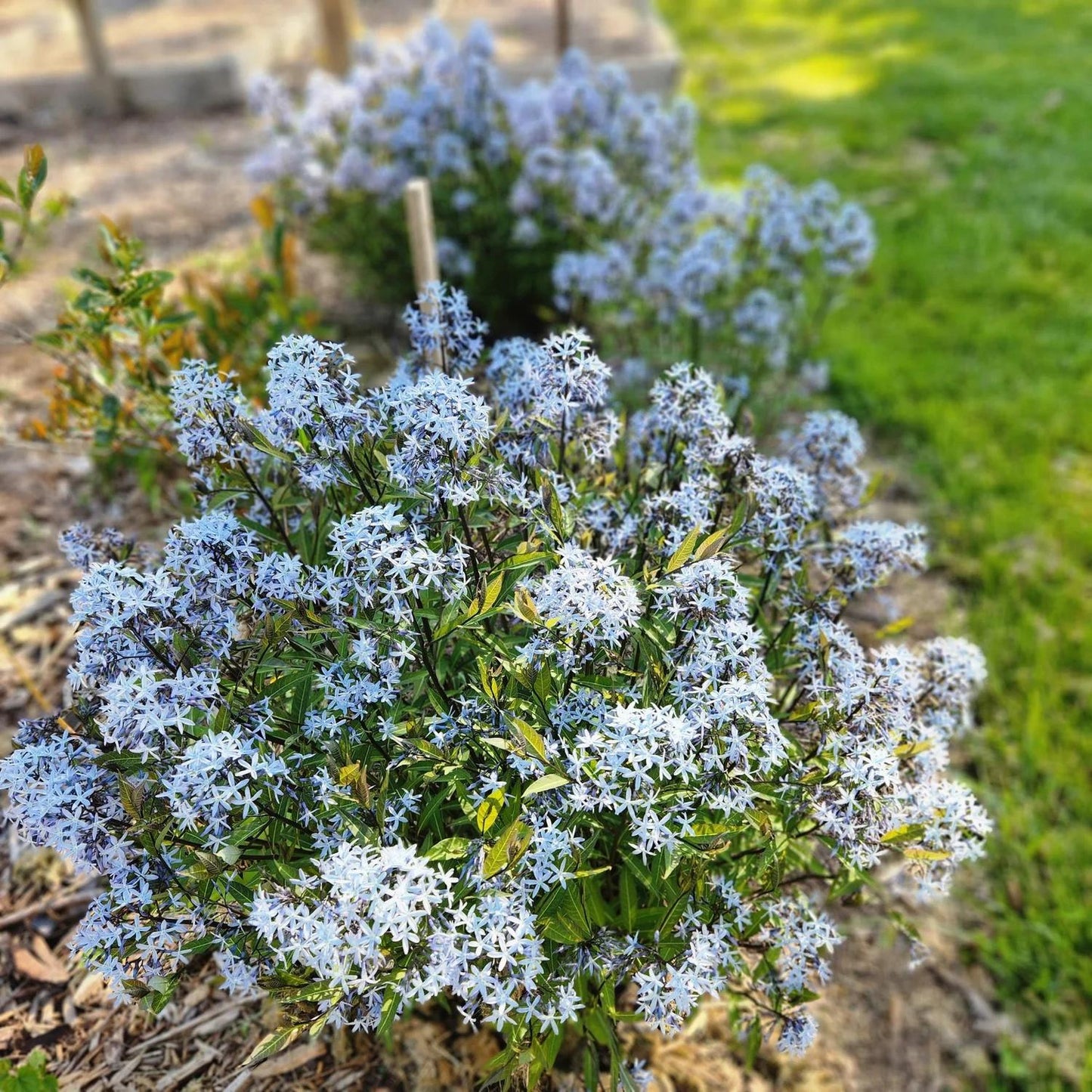 G1817 Amsonia Tabernaemontana - View 25 from www redcrocus com
