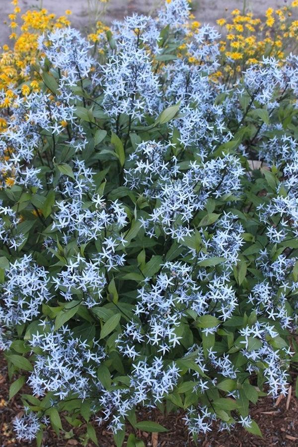 G1817 Amsonia Tabernaemontana 26 D271f443 8a9a 4c50 96ce Be494aef2694 from www redcrocus com