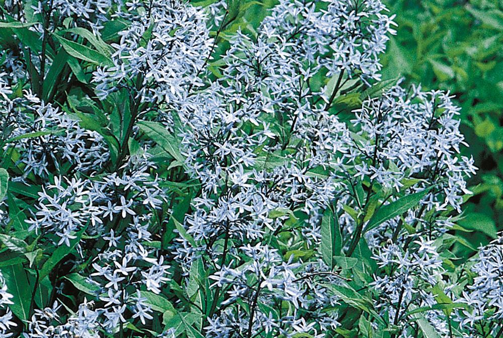 G1817 Amsonia Tabernaemontana - View 27 from www redcrocus com