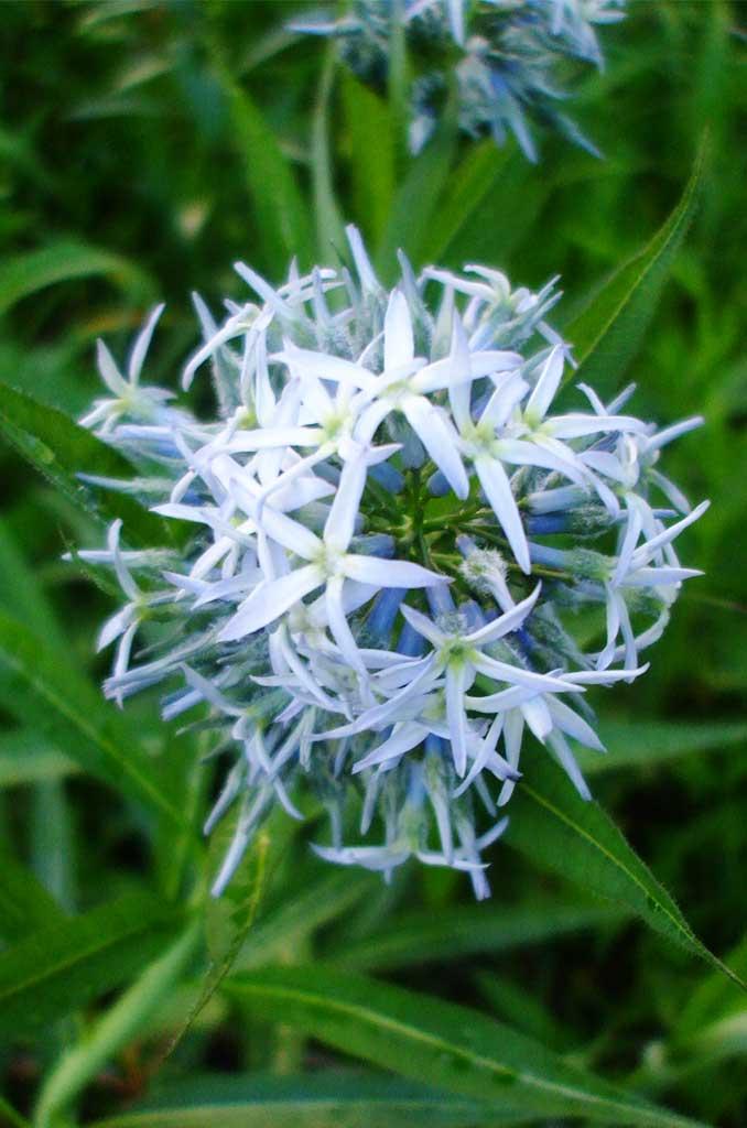 G1817 Amsonia Tabernaemontana - View 29 from www redcrocus com