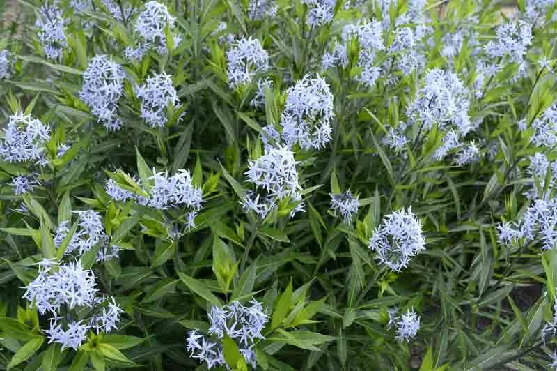 G1817 Amsonia Tabernaemontana - View 2 from www redcrocus com