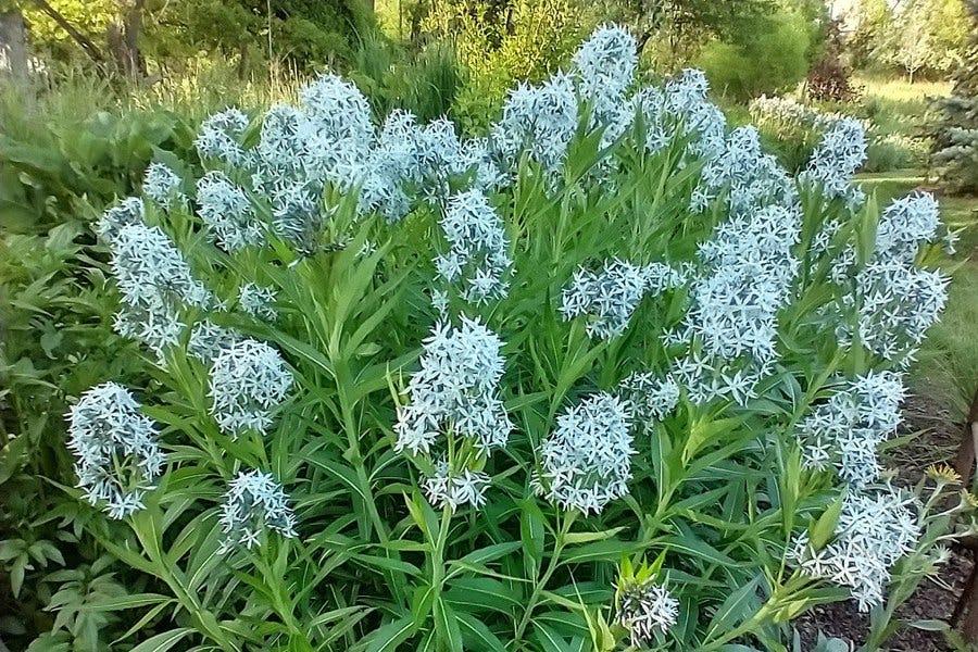 G1817 Amsonia Tabernaemontana - View 3 from www redcrocus com