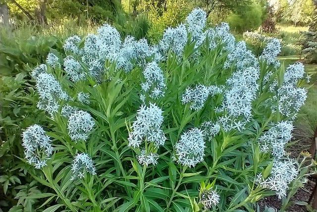 G1817 Amsonia Tabernaemontana - View 4 from www redcrocus com