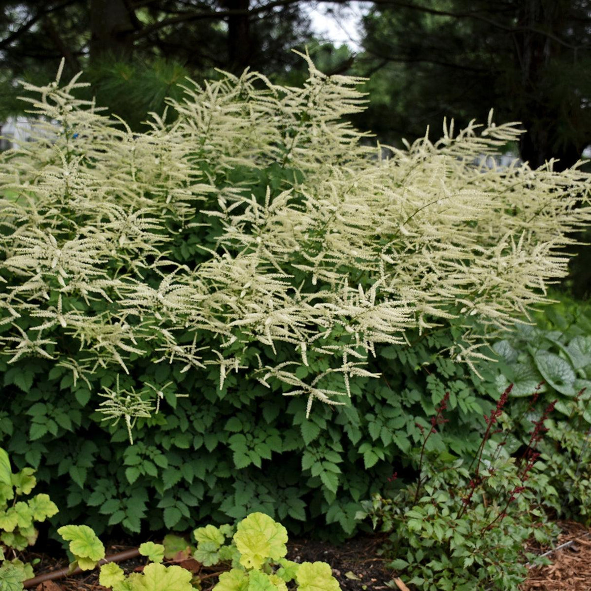 G1827 Aruncus 'misty Lace' - View 23 from www redcrocus com