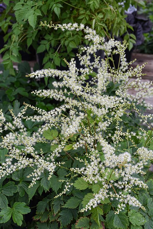 G1827 Aruncus 'misty Lace' - View 33 from www redcrocus com