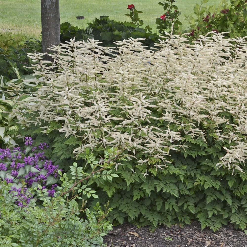 G1827 Aruncus 'misty Lace' - View 34 from www redcrocus com