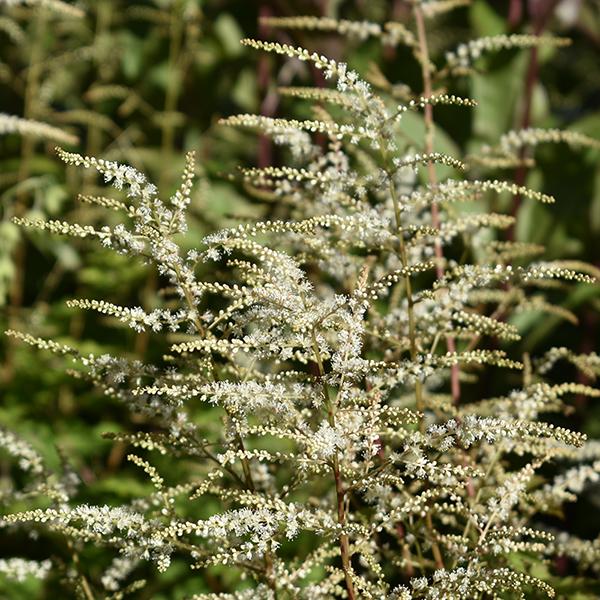 G1827 Aruncus 'misty Lace' - View 36 from www redcrocus com