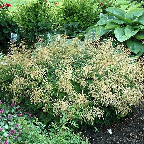 G1827 Aruncus 'misty Lace' - View 37 from www redcrocus com