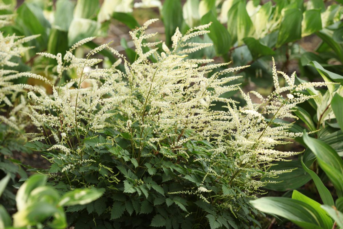 G1827 Aruncus 'misty Lace' - View 40 from www redcrocus com