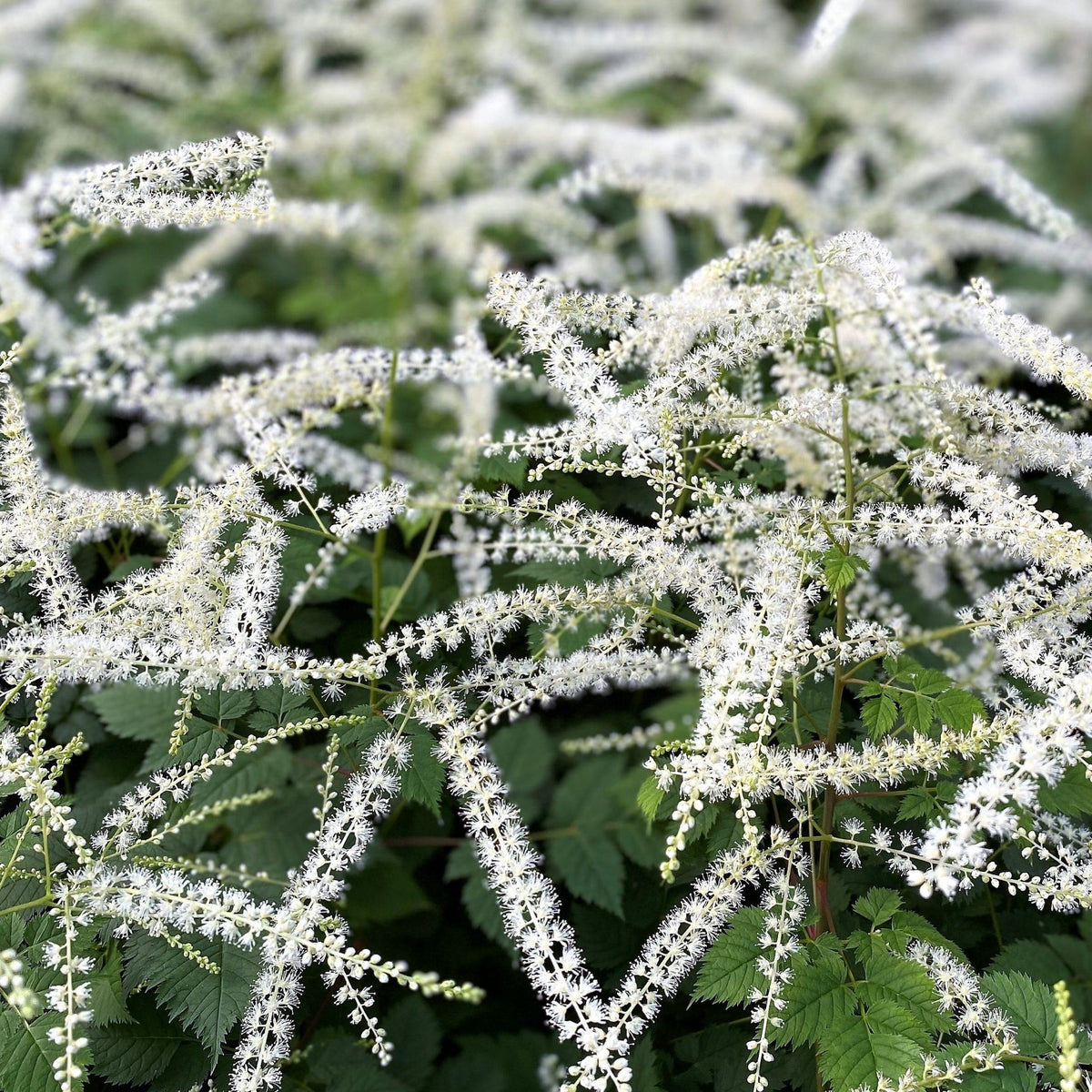 G1827 Aruncus 'misty Lace' - View 6 from www redcrocus com
