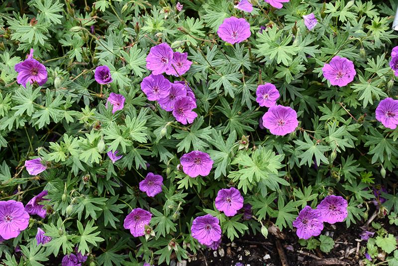 G1839 Geranium 'tiny Monster' - View 10 from www redcrocus com