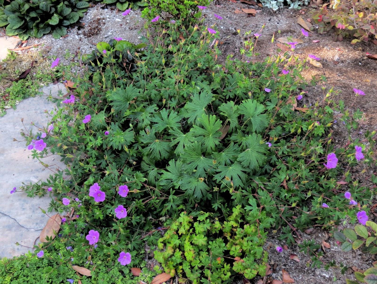 G1839 Geranium 'tiny Monster' - View 11 from www redcrocus com